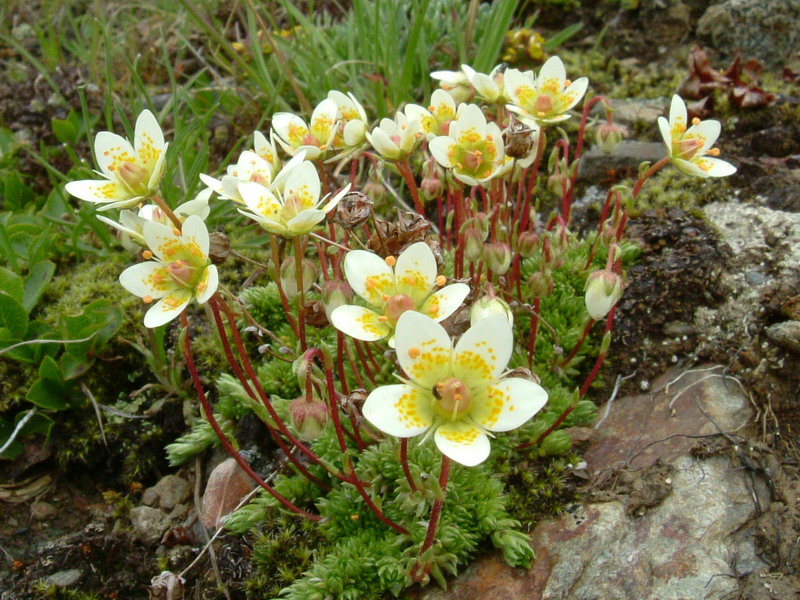 Saxifraga bryoides / Sassifraga brioide