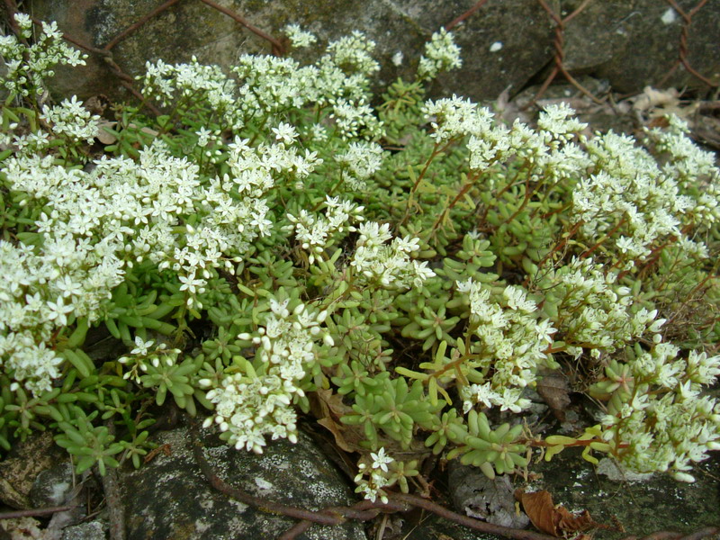 Sedum album