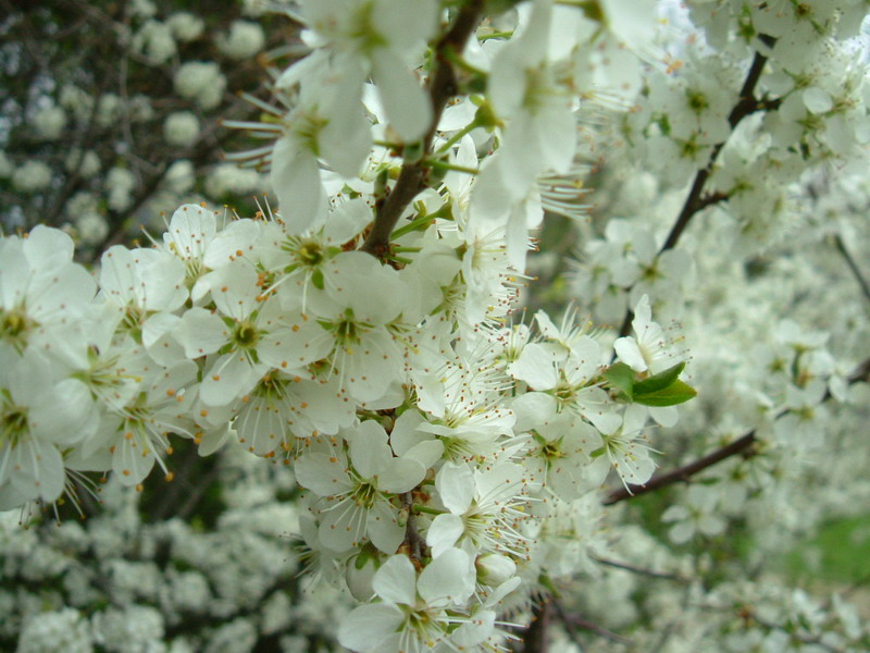 La siepe - Prunus spinosa