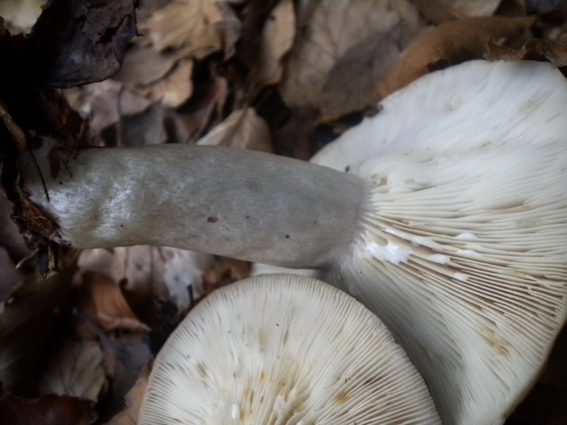 Lactarius