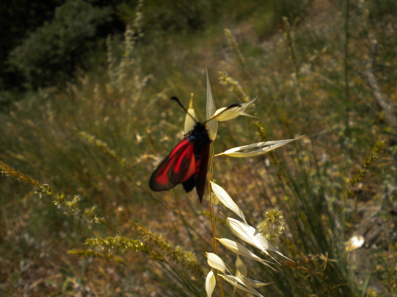 Zygaena - Zygaena erythrus