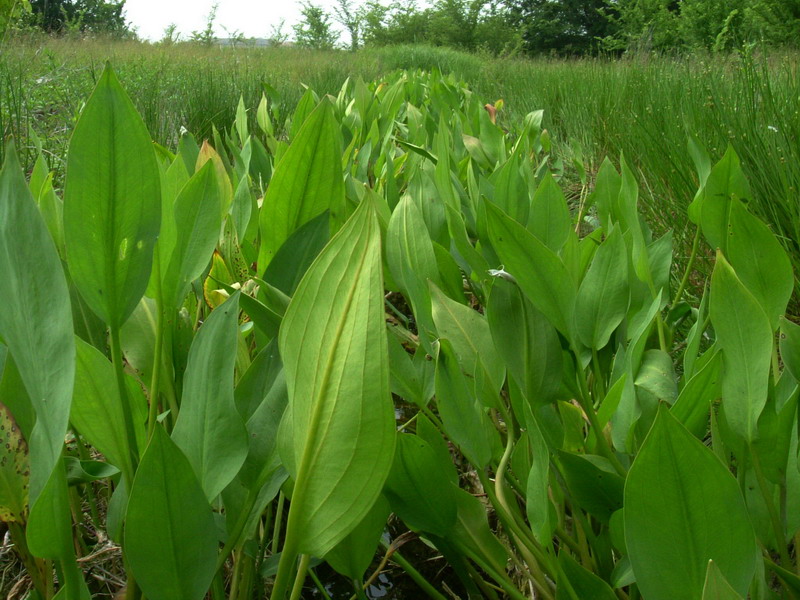Alisma plantago-aquatica / Mestolaccia