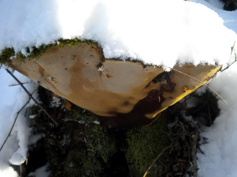 Ganoderma ??