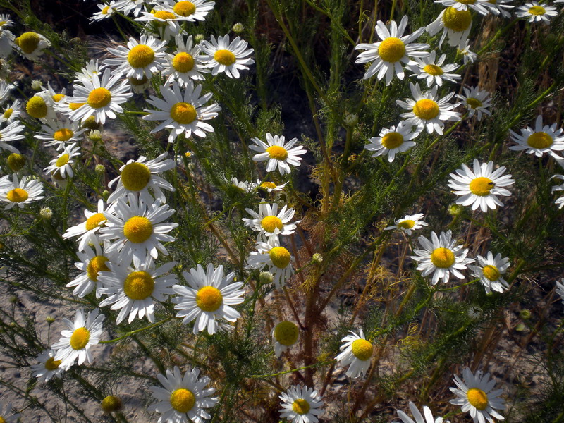 Tripleurospermum inodorum / Camomilla senza odore