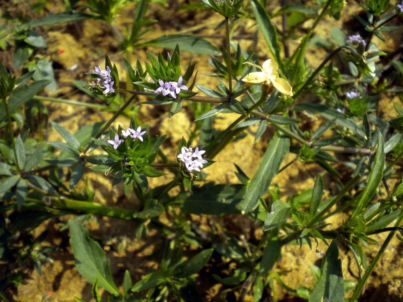 Sherardia arvensis