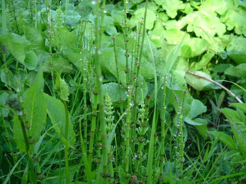 Equisetum palustre