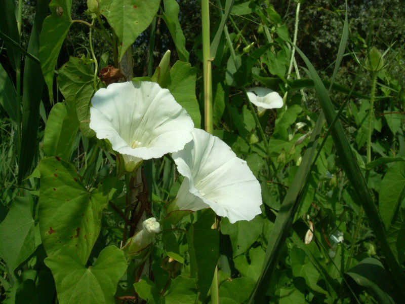 Calystegia sepium