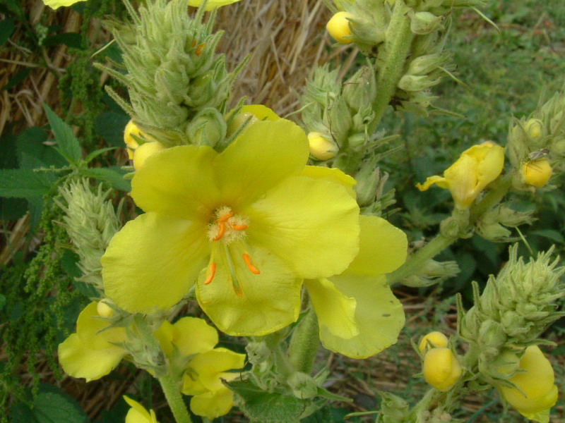 Nel campo 2- Verbascum cfr. pulverulentum