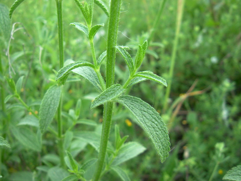 Lungo il greto....6 Stachys recta