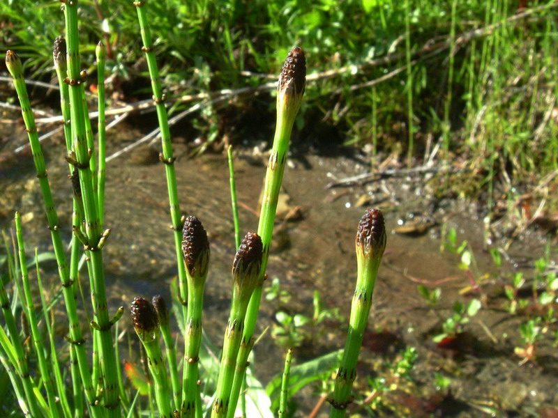 Equisetum palustre