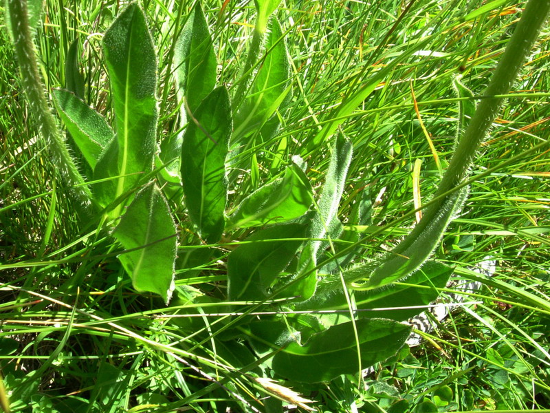 Hypochaeris uniflora / Costolina alpina