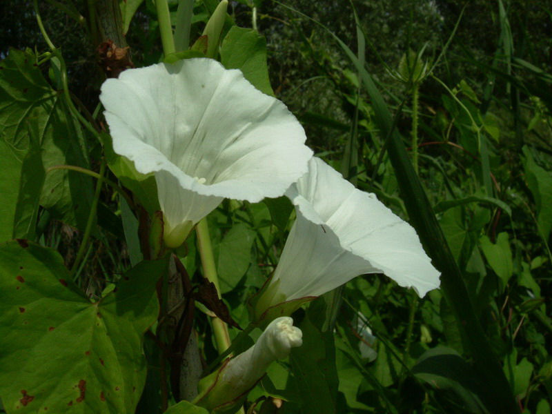Calystegia sepium