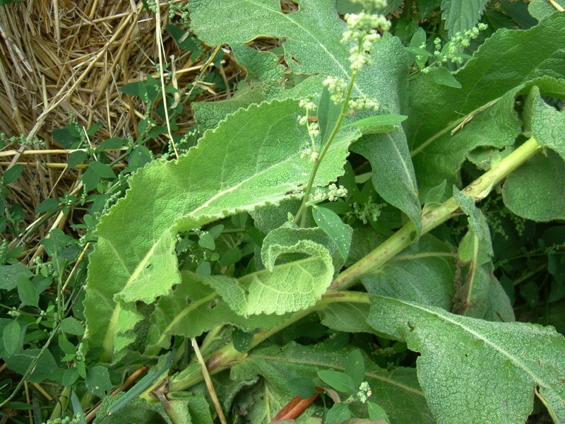 Nel campo 2- Verbascum cfr. pulverulentum
