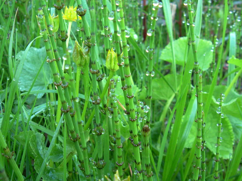 Equisetum palustre