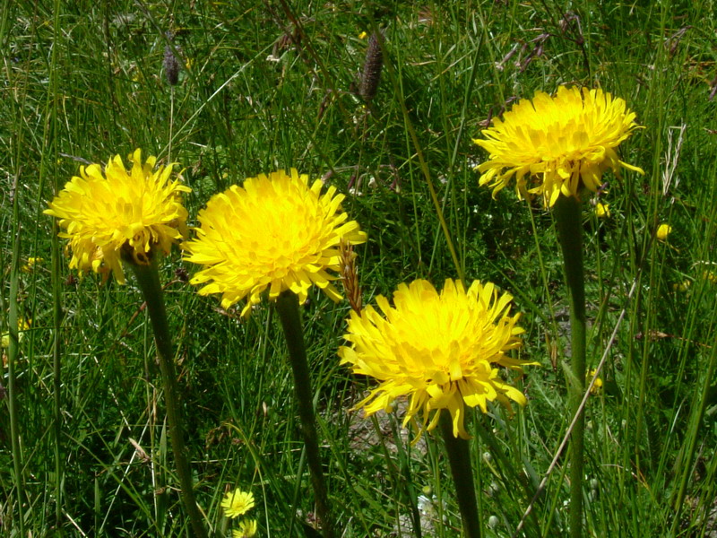 Hypochaeris uniflora / Costolina alpina
