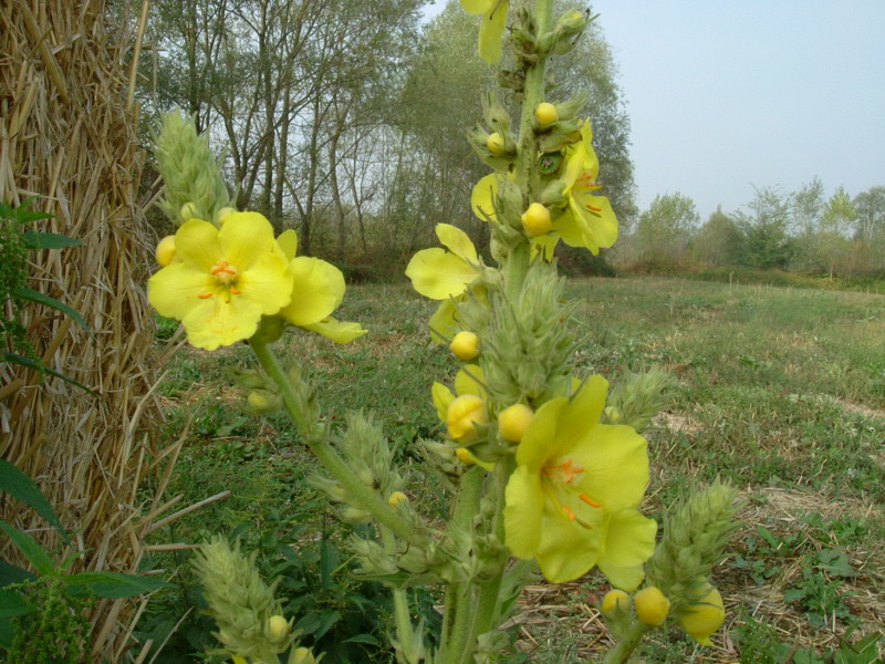 Nel campo 2- Verbascum cfr. pulverulentum