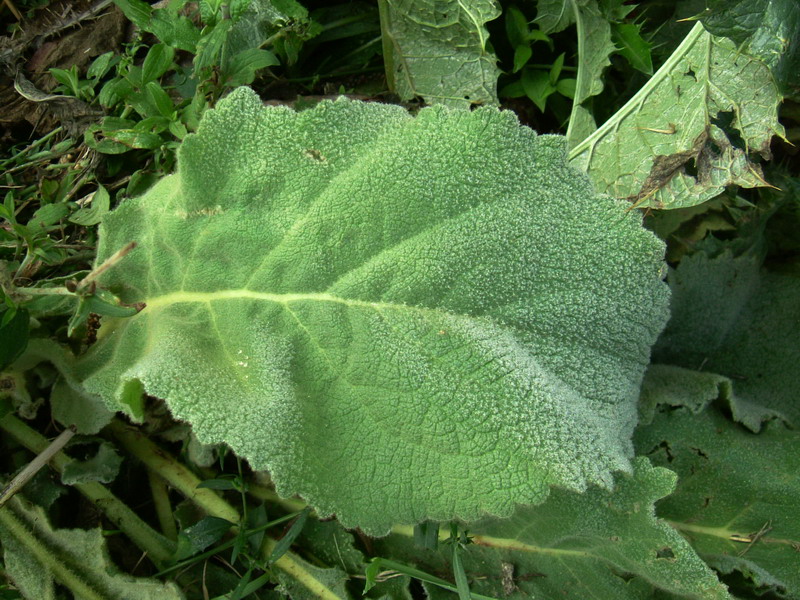 Nel campo 2- Verbascum cfr. pulverulentum