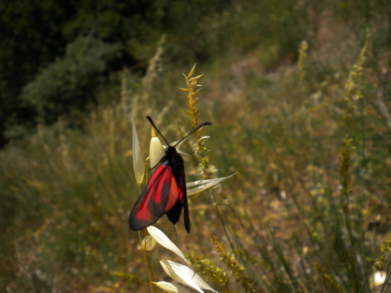 Zygaena - Zygaena erythrus