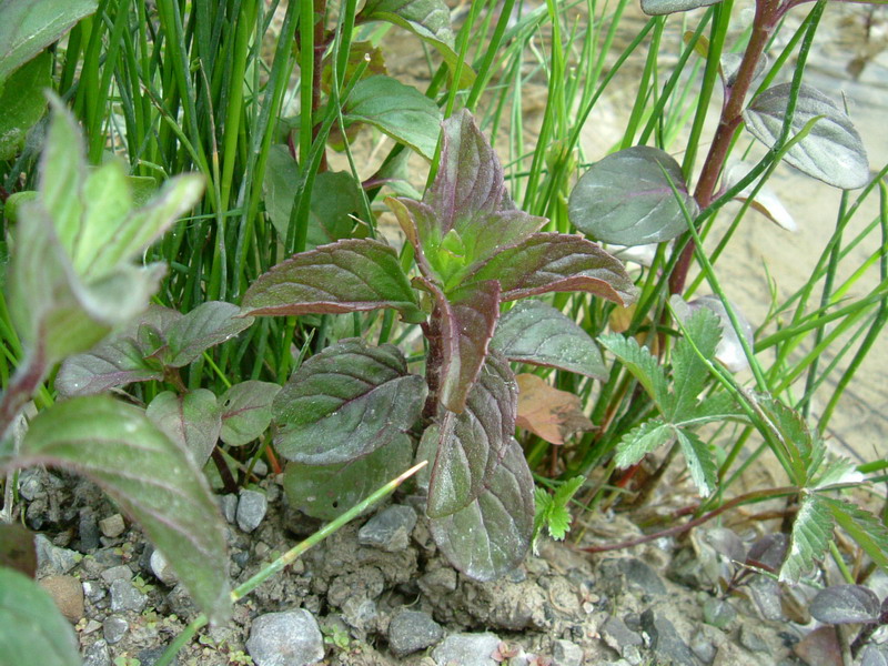 Mentha aquatica / Menta acquatica