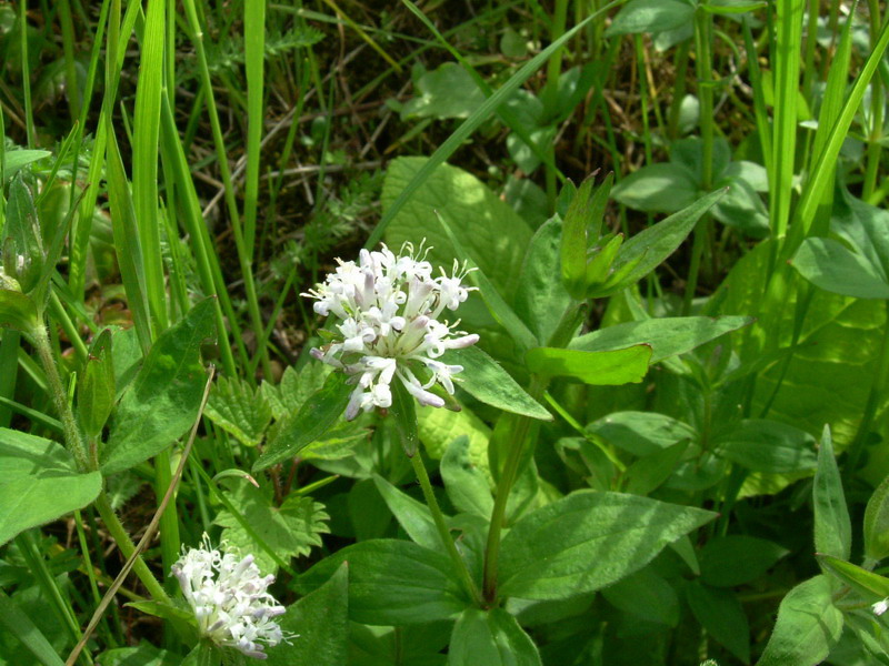 Asperula taurina / Stellina cruciata
