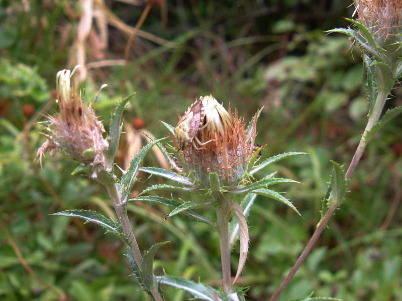 Carpocoris purpureipennis