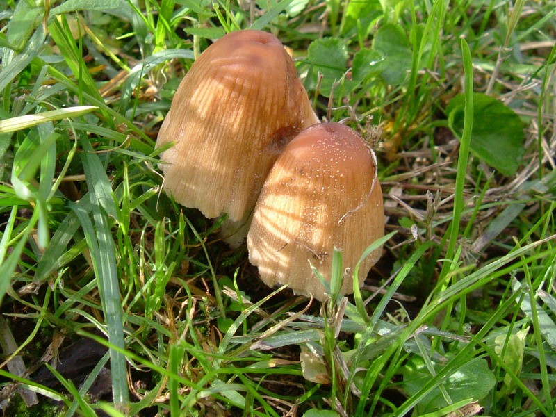 Nel prato  (cfr. Coprinus sp.)