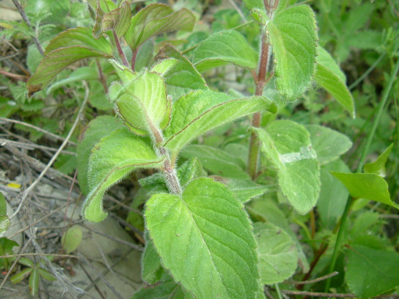 Mentha aquatica / Menta acquatica