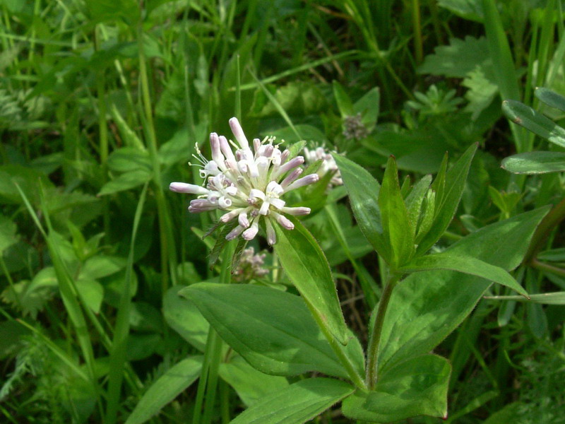 Asperula taurina / Stellina cruciata