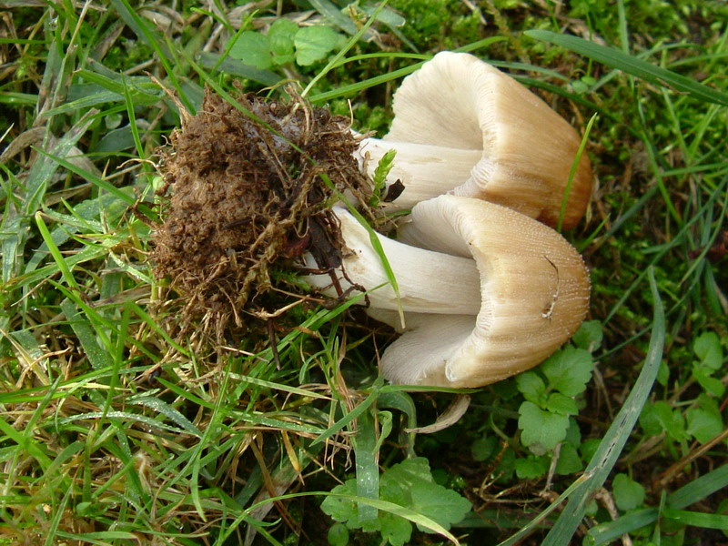 Nel prato  (cfr. Coprinus sp.)