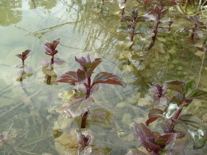 Mentha aquatica / Menta acquatica