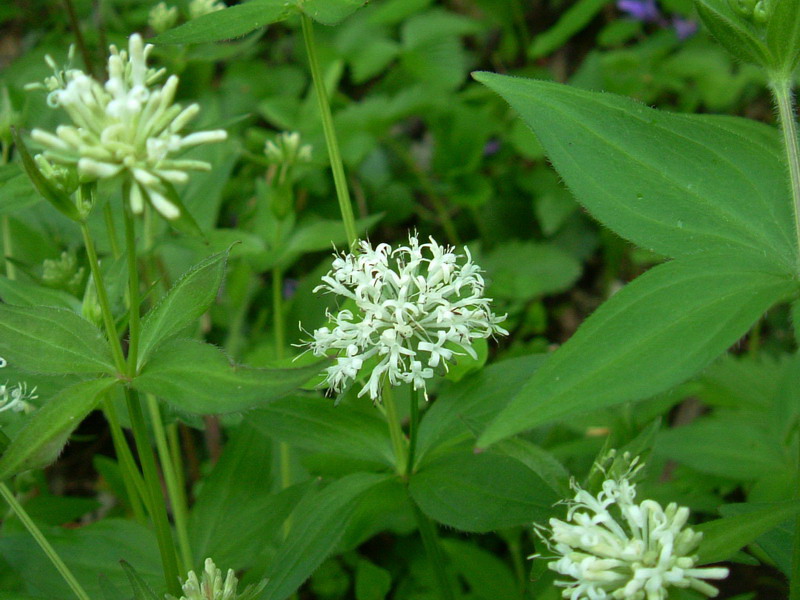 Asperula taurina / Stellina cruciata