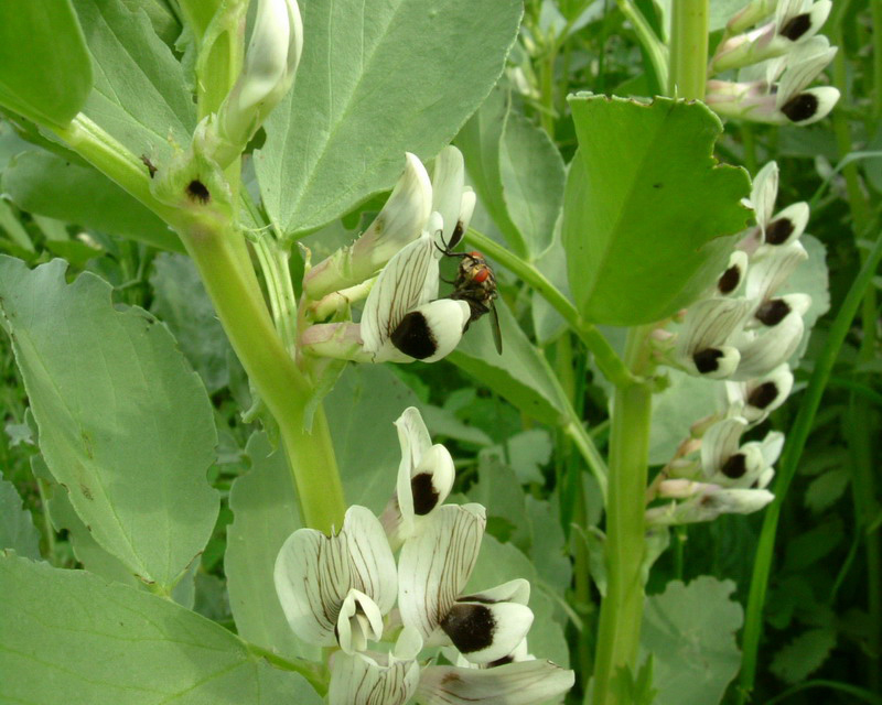 Vicia faba /Fava