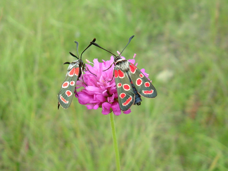 Zygaena carniolica