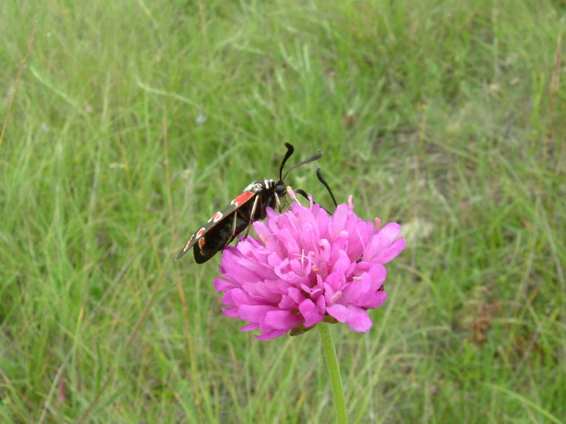 Zygaena carniolica