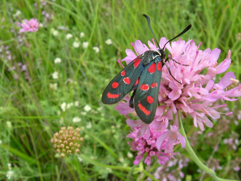 Zygaena carniolica