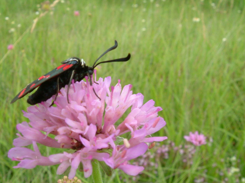 Zygaena carniolica