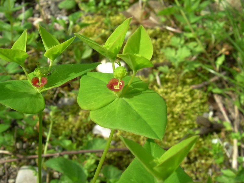 Euphorbia dulcis / Euforbia bitorzoluta