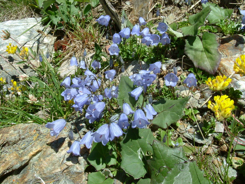 Campanula cochleariifolia / Campanula a foglie di coclearia