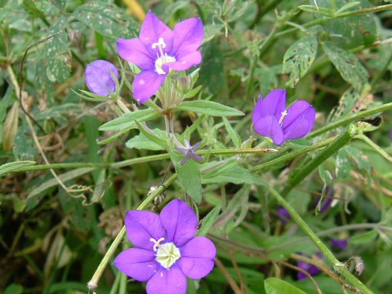 Legousia speculum-veneris / Specchio di Venere comune