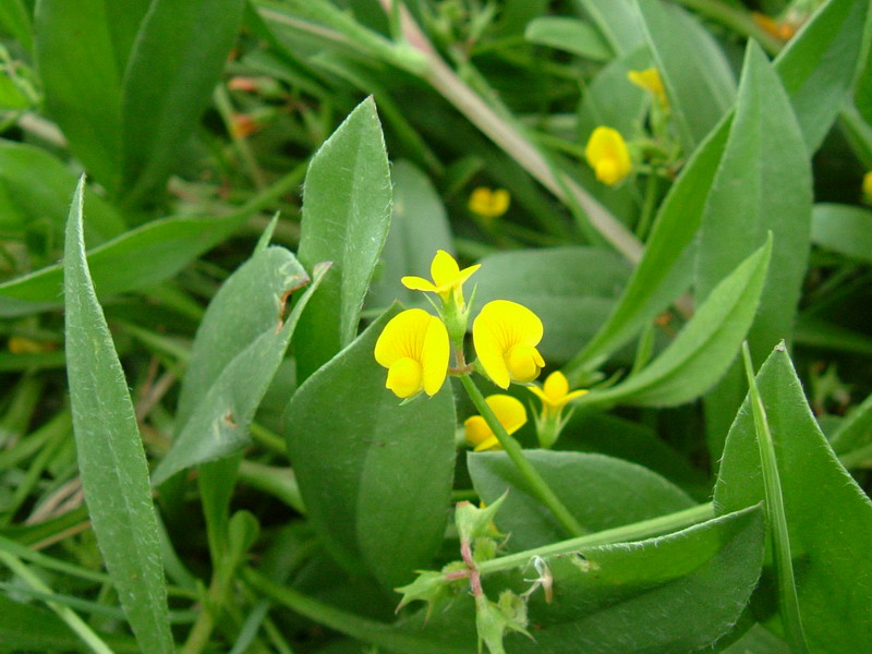 Colline dei calanchi - Scorpiurus muricatus