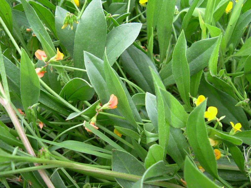Colline dei calanchi - Scorpiurus muricatus
