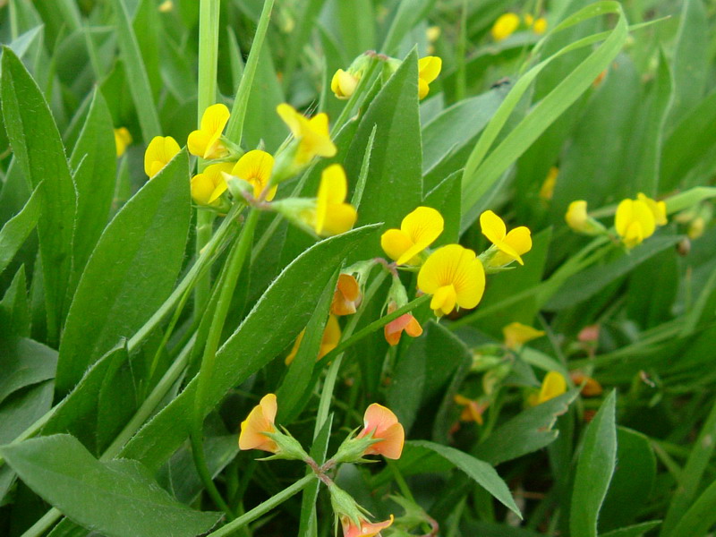 Colline dei calanchi - Scorpiurus muricatus