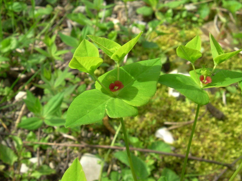 Euphorbia dulcis / Euforbia bitorzoluta
