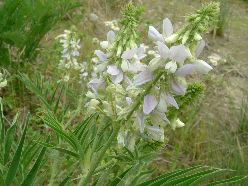 Galega officinalis / Capraggine