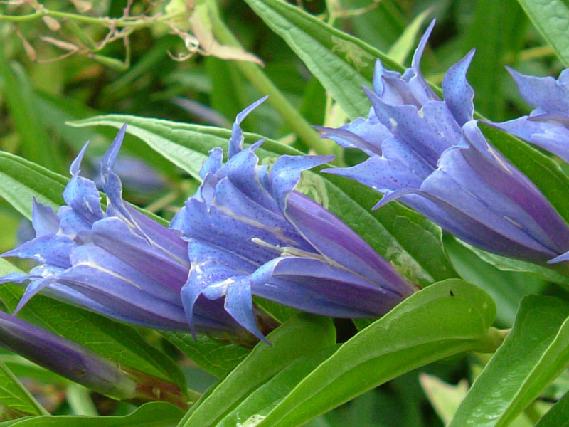 App.Reggiano - Gentiana asclepiadea