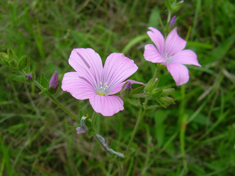 Colline dei calanchi 2 - Linum viscosum