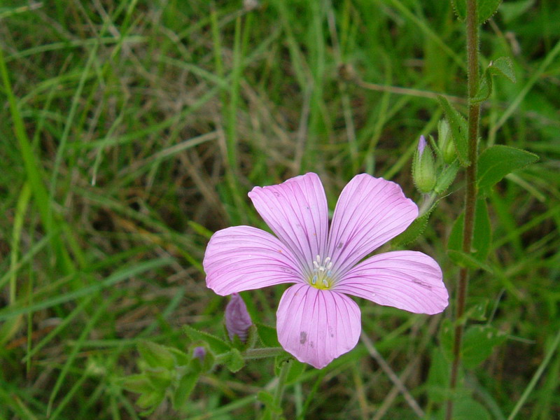 Colline dei calanchi 2 - Linum viscosum