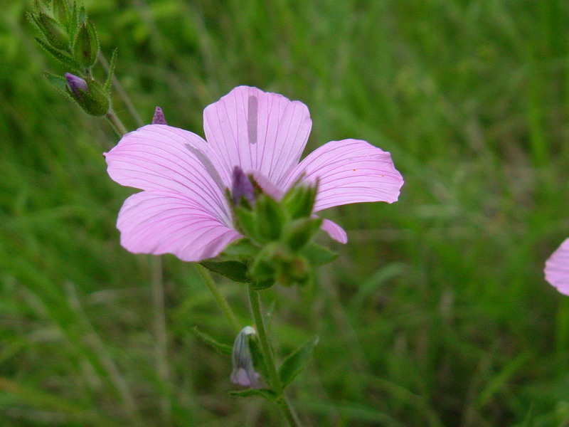 Colline dei calanchi 2 - Linum viscosum