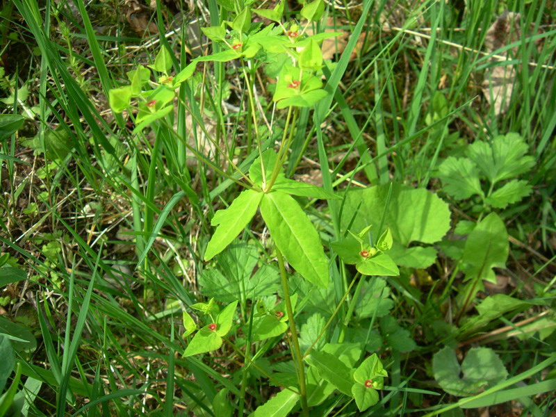 Euphorbia dulcis / Euforbia bitorzoluta