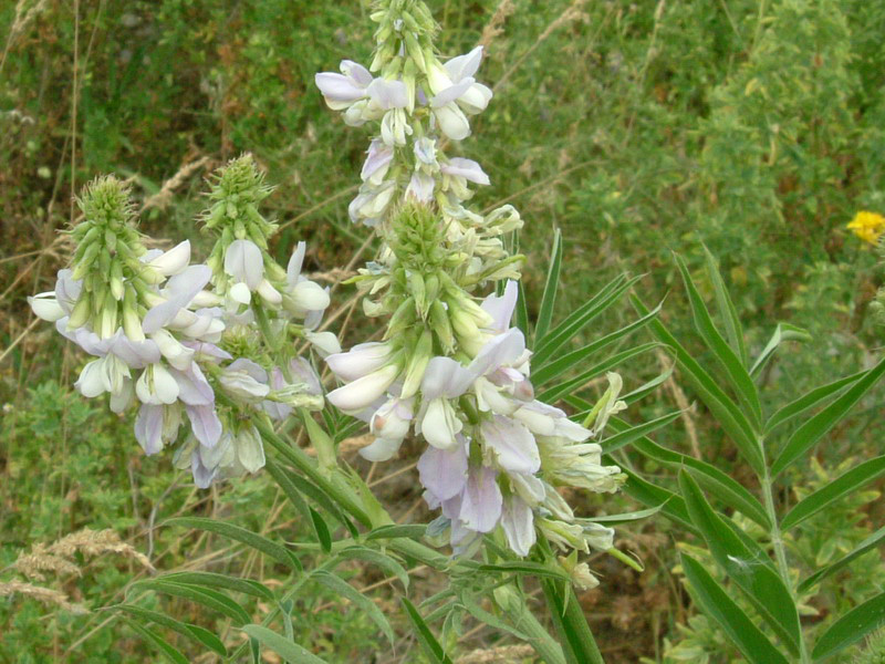 Galega officinalis / Capraggine